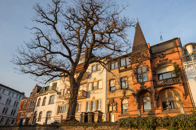 Low angle view of tree by building against sky