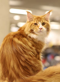 Close-up portrait of ginger cat