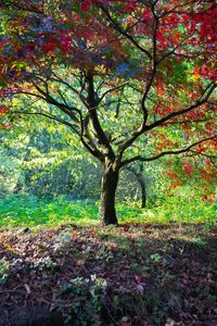 Trees growing in field