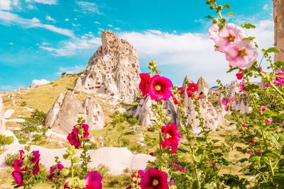 Close-up of flowering plants against rock formation