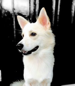 Close-up portrait of white dog