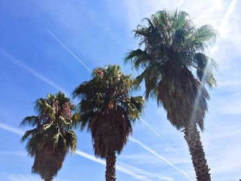 Low angle view of palm tree against blue sky