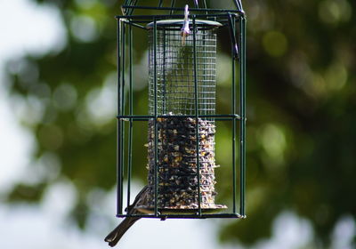 Close-up of bird perching on wooden post