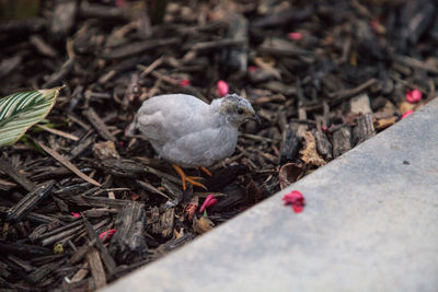 View of a bird