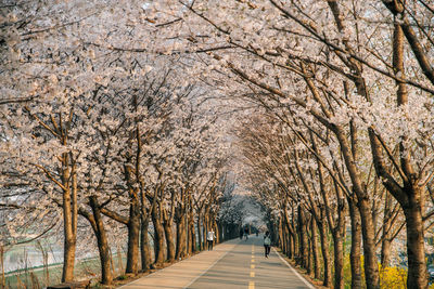 Road amidst cherry trees during springtime