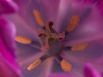 Close-up of pink crocus flower