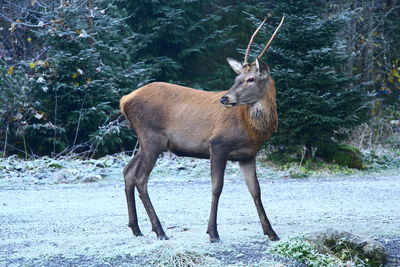 Deer standing outdoors