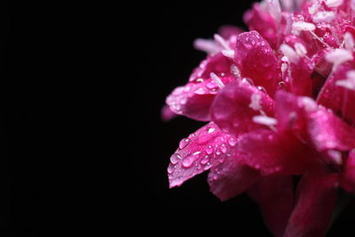 Close-up of wet pink rose flower against black background