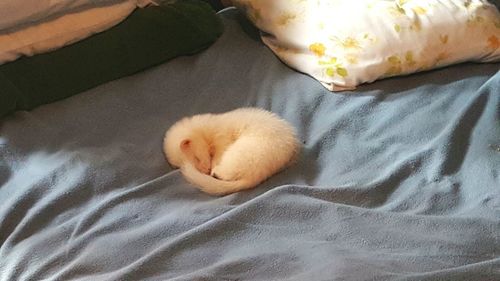 Cat sleeping on bed