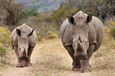 View of elephant