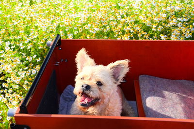 Portrait of dog on field sitting in a bike-box