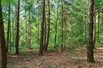 Trees growing in forest