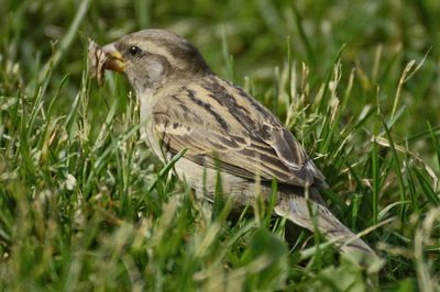 Close-up of a bird perching on a field