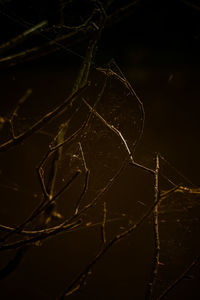 Close-up of spider web on plant