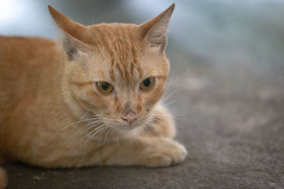 Close-up portrait of a cat looking away