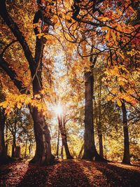 Sunlight streaming through trees in park during autumn