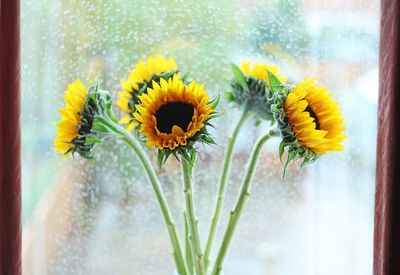 Close-up of yellow flowering plant against window with raindrops background