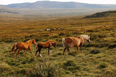 Pregnant mare with two foals grazing in mountain valley