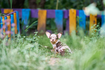 Chihuahua puppy, little dog in garden. cute small doggy on grass. short haired chihuahua breed