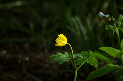 Close-up of yellow flowering plant