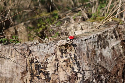 Bird perching on a tree