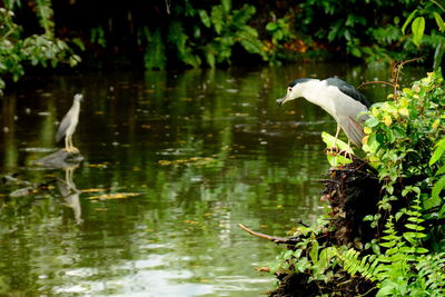 Bird flying over lake