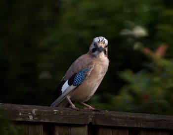 Bird perching on wooden railing