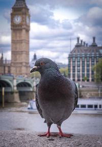 Bird perching on city against sky