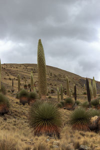 Cactus growing on field against sky