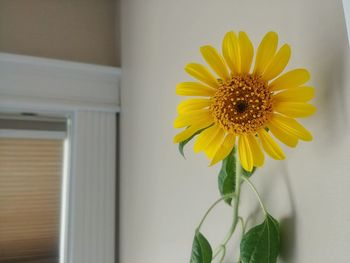 Close-up of yellow flower in vase