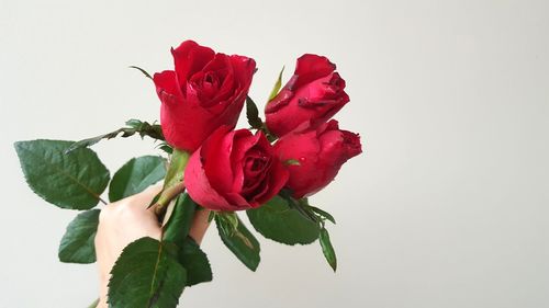 Close-up of red rose against white background