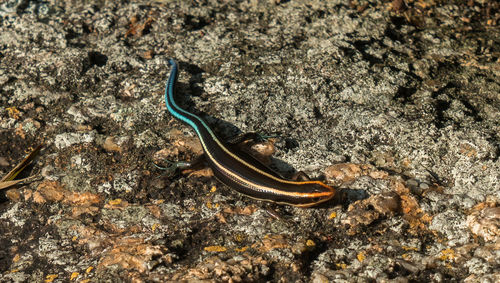 Close-up of a lizard