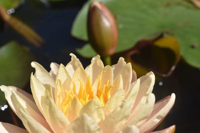 Close-up of water lily on rose