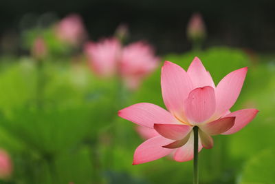 Close-up of pink lotus blooming outdoors