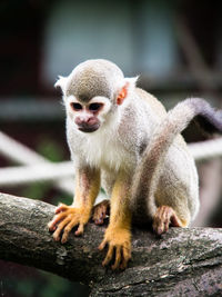 Close-up of monkey sitting on tree