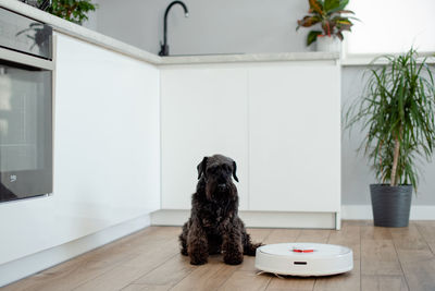 Robot vacuum cleaner works in the kitchen. cleaning the house