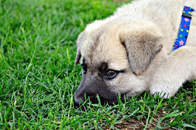 Close-up of dog resting on grassy field