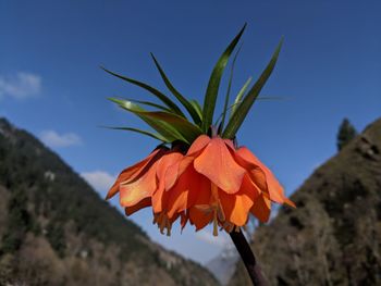 Close-up of orange flowering plant against sky