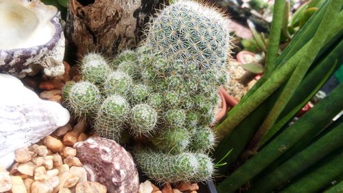 Close-up of cactus plant