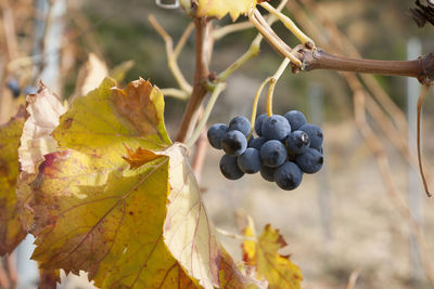 Close-up of grapes growing in vineyard