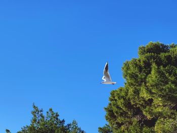 Low angle view of bird flying in the sky