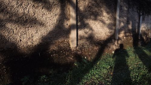 Shadow of tree on grass