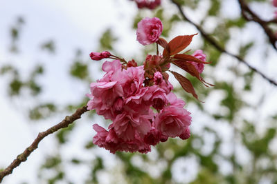 Close-up of pink cherry blossom