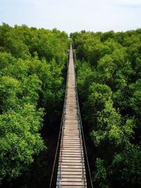 Railroad track in forest