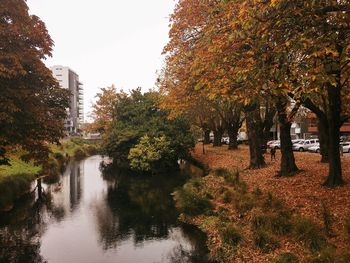 Trees and plants in park during autumn