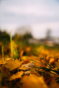 Close-up of dry leaves on field against sky