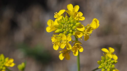 Close-up of yellow flowering plant