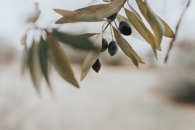 Close-up of plant against sky