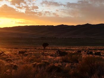 Scenic view of field against sky during sunset