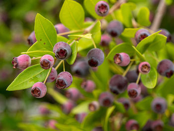 Close-up of berries growing on plant
